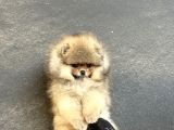 Teacup Üst Kali̇te Pomeri̇an Boo
