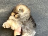Teacup Üst Kali̇te Pomeri̇an Boo