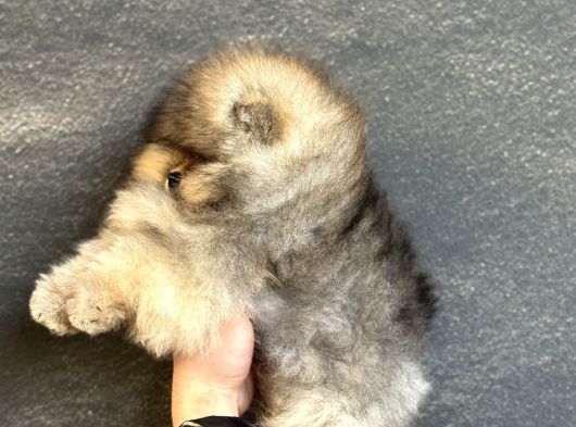 Teacup Üst Kali̇te Pomeri̇an Boo görsel