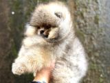 Teacup Üst Kali̇te Pomeri̇an Boo