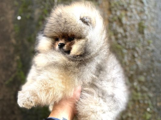 Teacup Üst Kali̇te Pomeri̇an Boo görsel