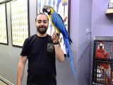 SARILACİVERT FULL EĞİTİMLİ KONUŞAN MACAW PAPAĞANIMIZ