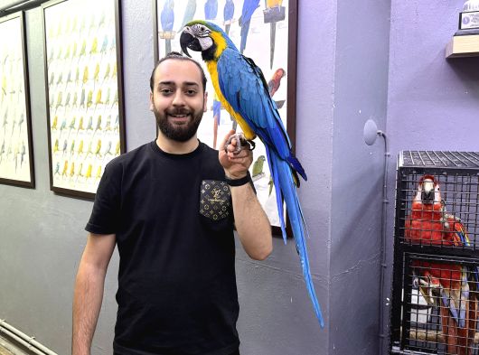 Sarilaci̇vert Full Eği̇ti̇mli̇ Konuşan Macaw Papağanimiz