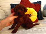 Toy Poodle