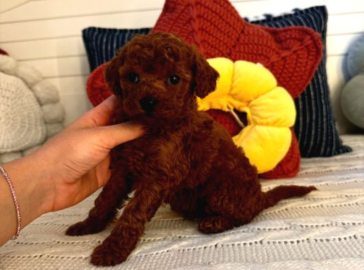 Toy Poodle görsel