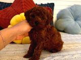 Toy Poodle
