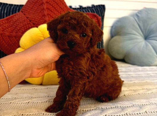 Toy Poodle görsel