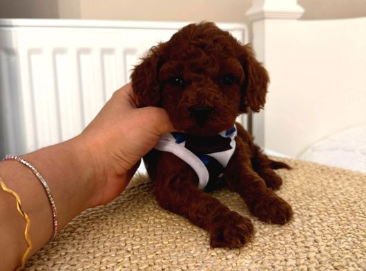 Toy Poodle