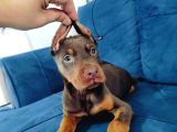 A Kalite Kızıl Ve Siyah Doberman Yavruları