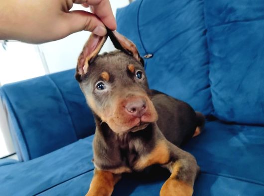 A Kalite Kızıl Ve Siyah Doberman Yavruları görsel