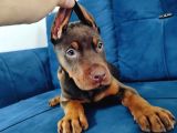 A kalite kızıl ve siyah doberman yavruları