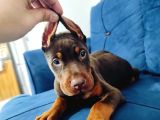 A Kalite Kızıl Ve Siyah Doberman Yavruları