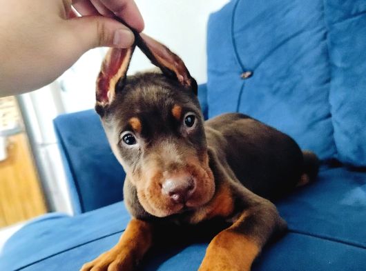 A Kalite Kızıl Ve Siyah Doberman Yavruları görsel