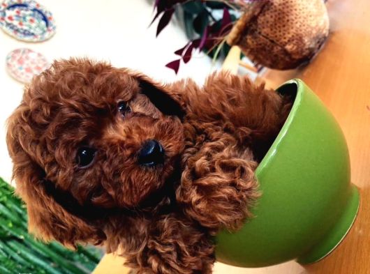Wc Egi̇ti̇mli̇  Toy Poodle Yavrularimiz Fenomen Pets Ankara