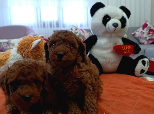 Korekan Poodle Yavrularim