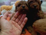 Korekan Poodle Yavrularim