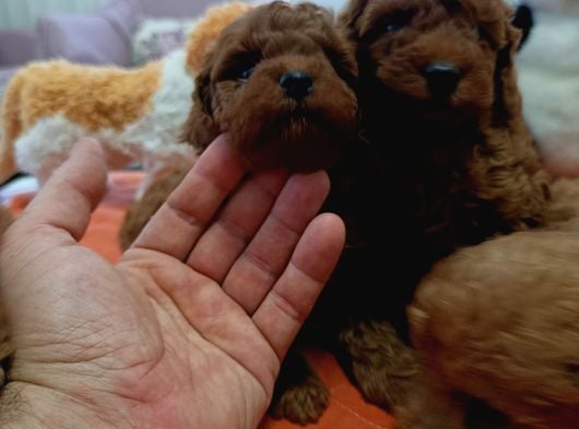 Korekan Poodle Yavrularim görsel