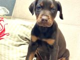 Üst Düzey King Doberman