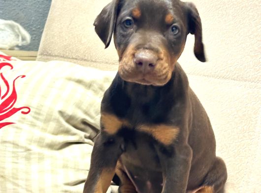 Üst Düzey King Doberman görsel