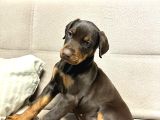 Üst düzey King Doberman