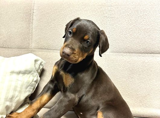 Üst Düzey King Doberman