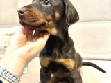 Üst Düzey King Doberman