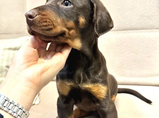 Üst Düzey King Doberman görsel