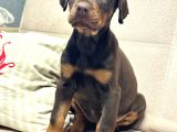 Üst Düzey King Doberman