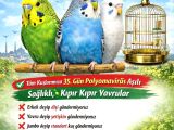 Tüm İstanbul İlçeleri̇ne Adrese Tesli̇m Muhabbet Kuşu