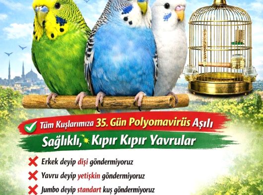 Tüm İstanbul İlçeleri̇ne Adrese Tesli̇m Muhabbet Kuşu görsel