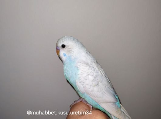 Çocuklar Bile Eğitebilir Eve Teslim Muhabbet Kuşu görsel