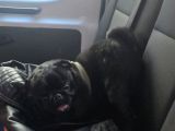 Eğitimli Uslu Pug Köpeğimiz