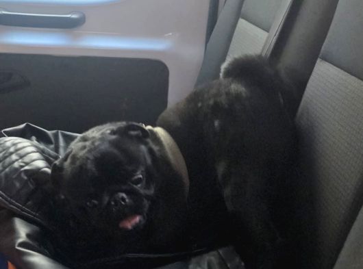 Eğitimli Uslu Pug Köpeğimiz görsel