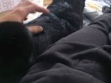 Eğitimli Uslu Pug Köpeğimiz