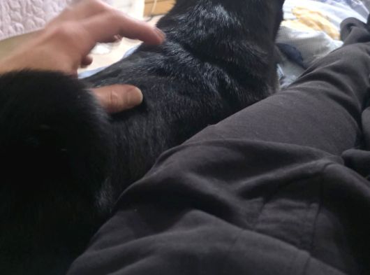 Eğitimli Uslu Pug Köpeğimiz görsel