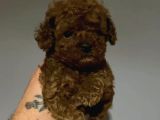 Toy Poodle Sevi̇mli̇ Yavrular Ev Üreti̇mi̇