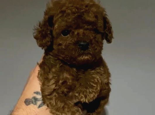Toy Poodle Sevi̇mli̇ Yavrular Ev Üreti̇mi̇ görsel