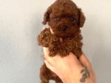 TOY POODLE SEVİMLİ YAVRULAR EV ÜRETİMİ