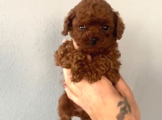 Toy Poodle Sevi̇mli̇ Yavrular Ev Üreti̇mi̇