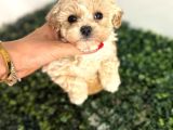 Türkiyenin en iyi korean Teacup maltipoo bebekleri