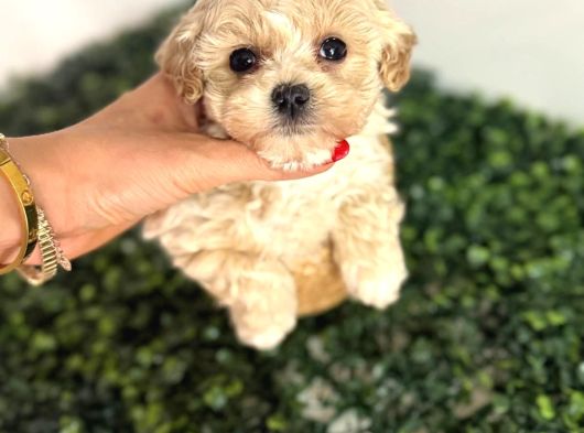 Türkiyenin En Iyi Korean Teacup Maltipoo Bebekleri