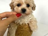 Türkiyenin En Iyi Korean Teacup Maltipoo Bebekleri