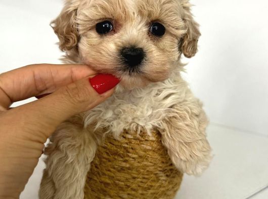 Türkiyenin En Iyi Korean Teacup Maltipoo Bebekleri görsel