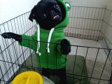 Eğitimli uslu pug köpeğimiz