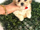 Türkiyenin En Iyi Korean Teacup Maltipoo Bebekleri