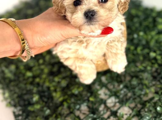 Türkiyenin En Iyi Korean Teacup Maltipoo Bebekleri görsel
