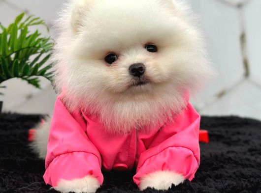 Ayıcık Pomeranian
