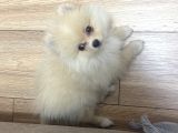 3 Aylık Erkek Pomerian Boo
