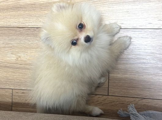 3 Aylık Erkek Pomerian Boo görsel