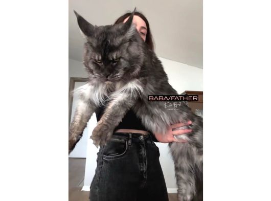 Türkiyenin Her Yerine Bizzat Teslim Maine Coon Yavruları görsel